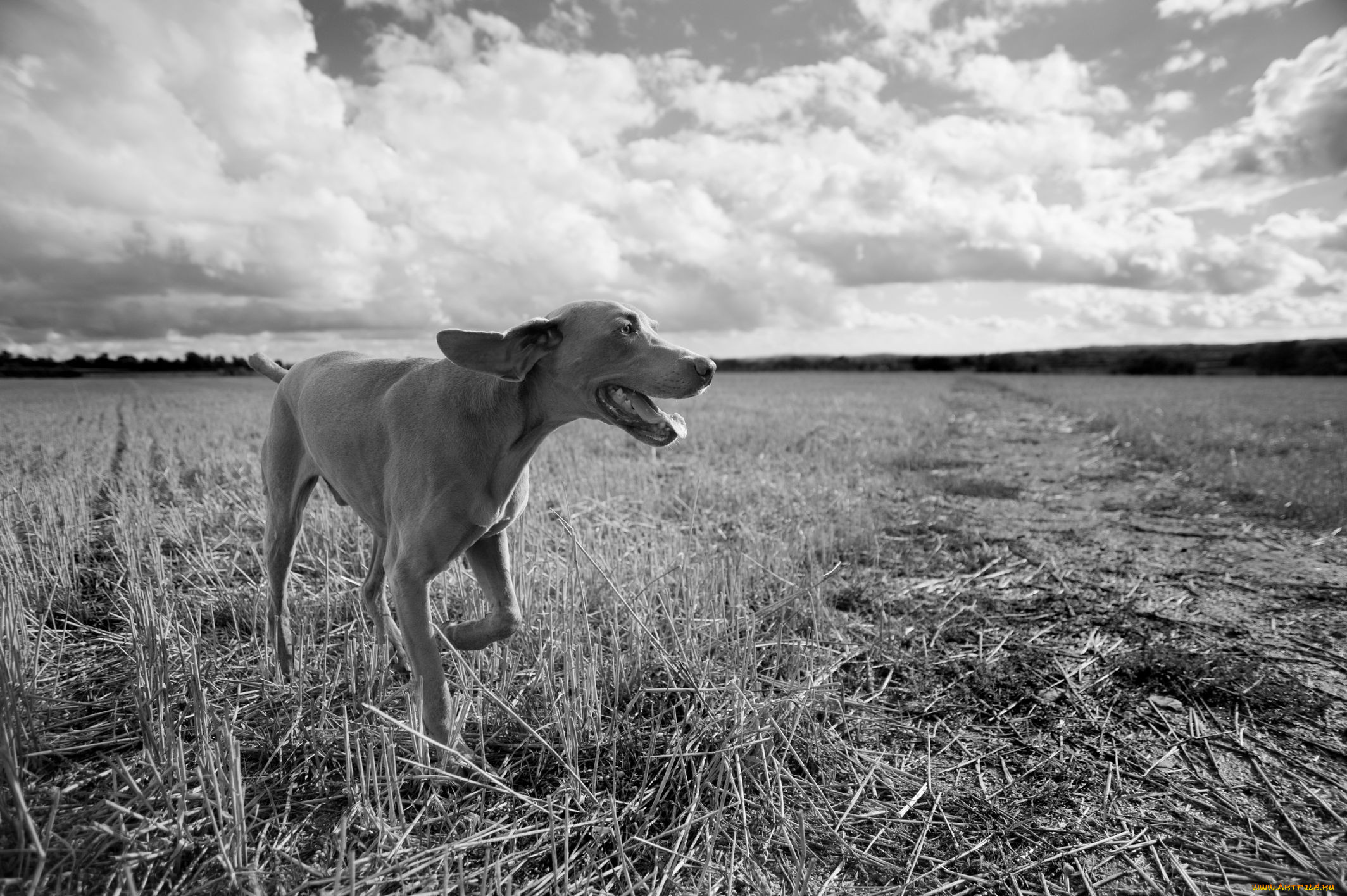 , , dog